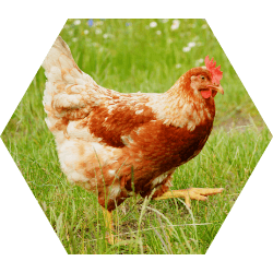 Backyard Poultry