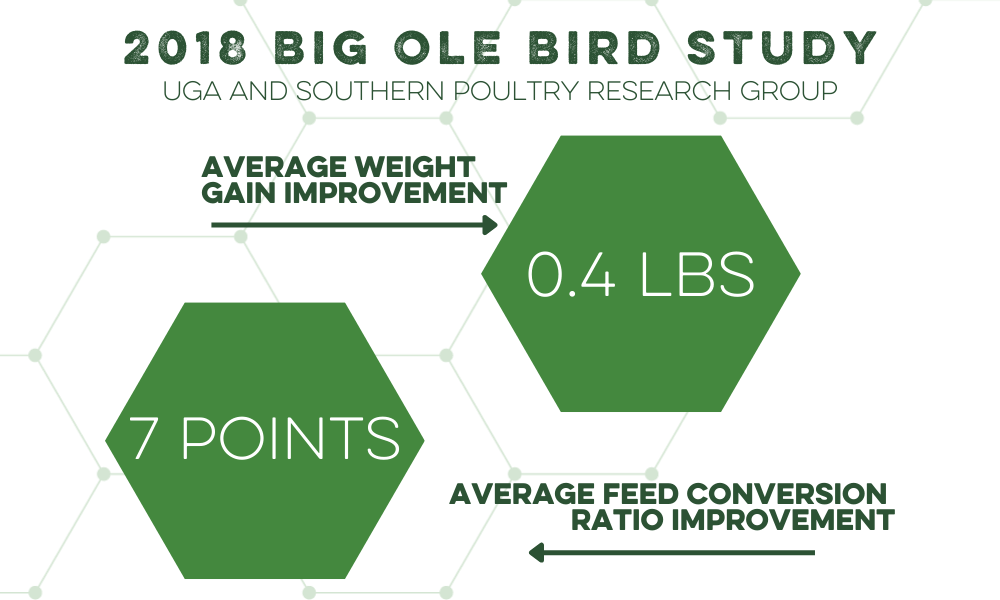 2018 Big Ole Bird Study
