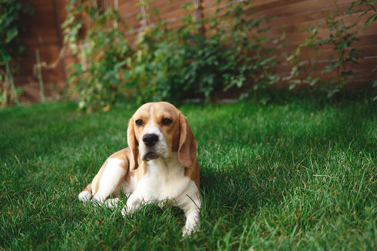 Natural Lawn Care