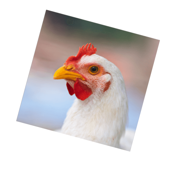 Commercial Poultry