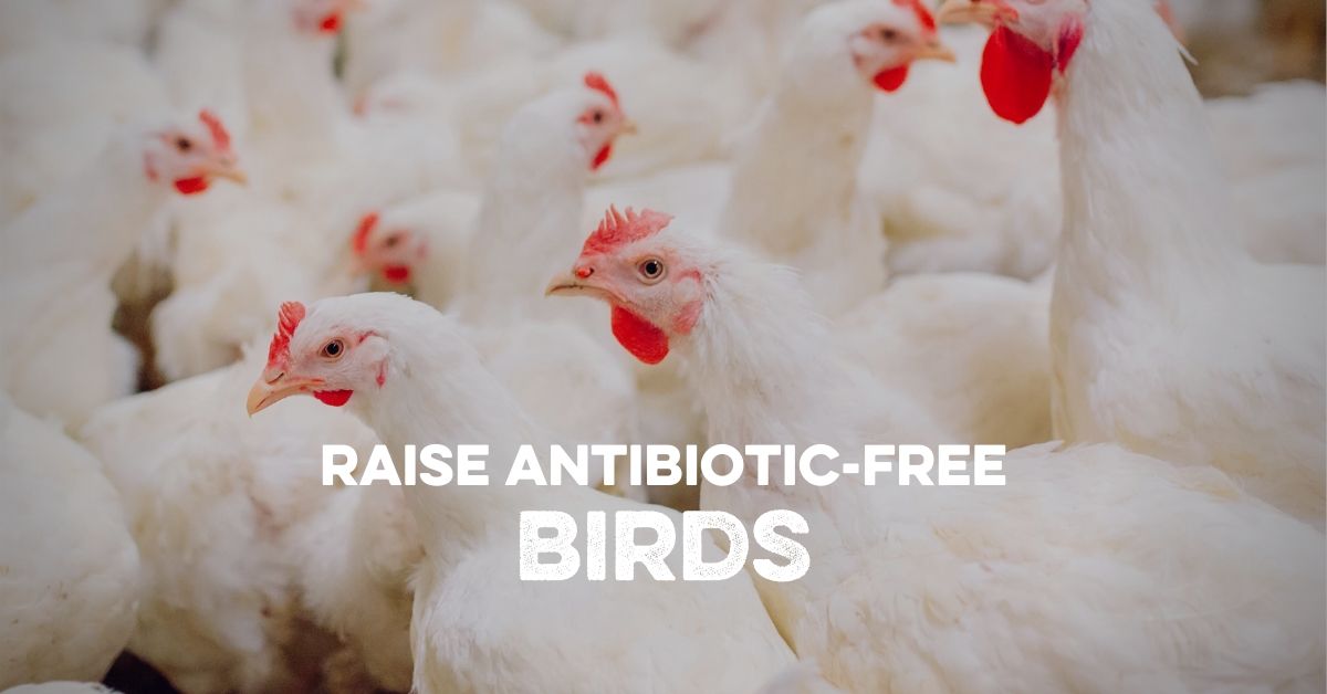 Raise AntibioticFree Birds Southland Organics