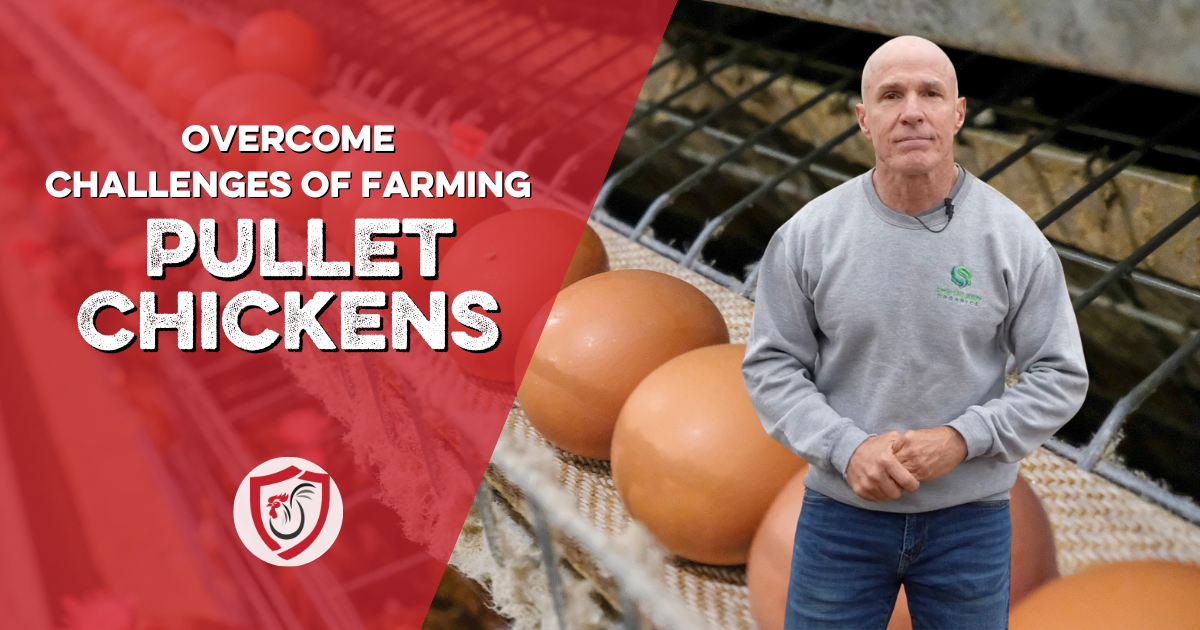 Pullet growers, it's time for you get the recognition you deserve