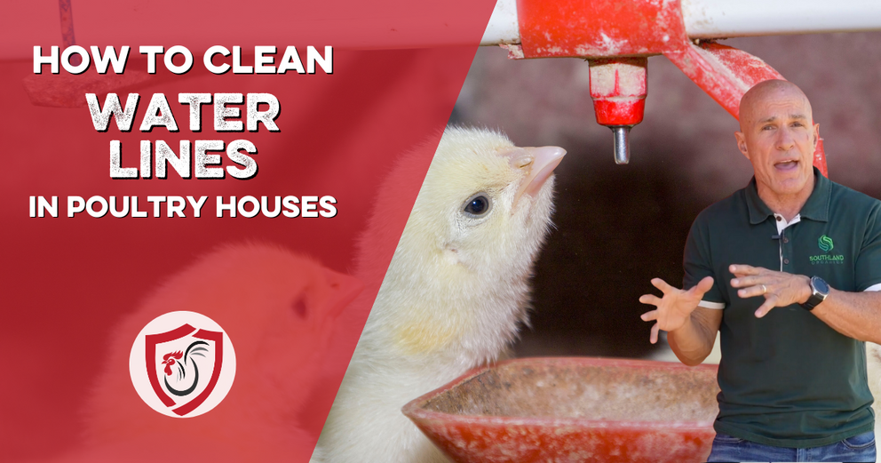 The best time to clean water lines is between flocks. You can do a