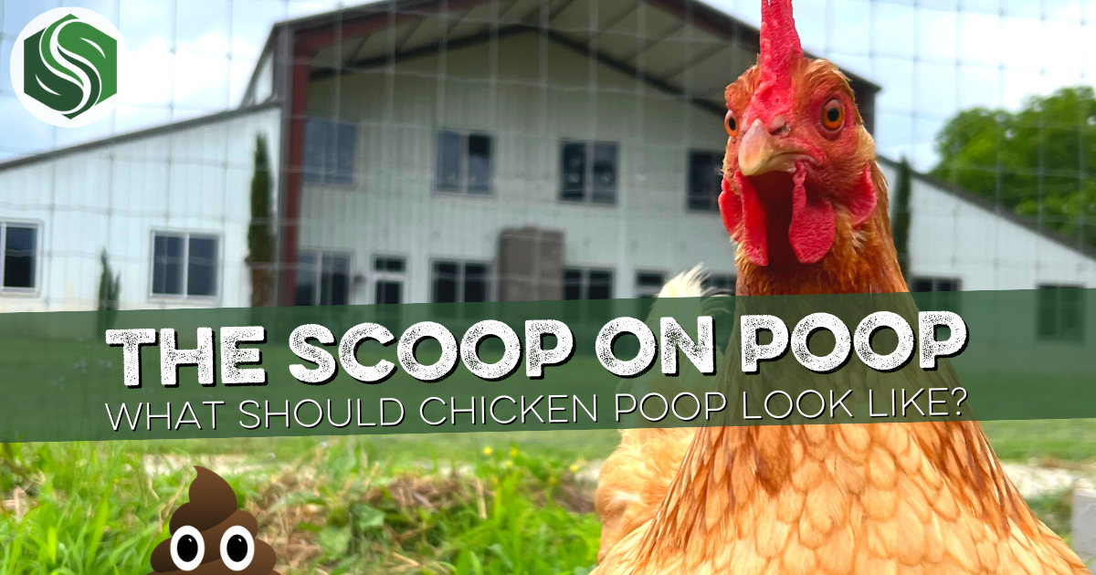 The Scoop on Backyard Chicken Poop Southland Organics
