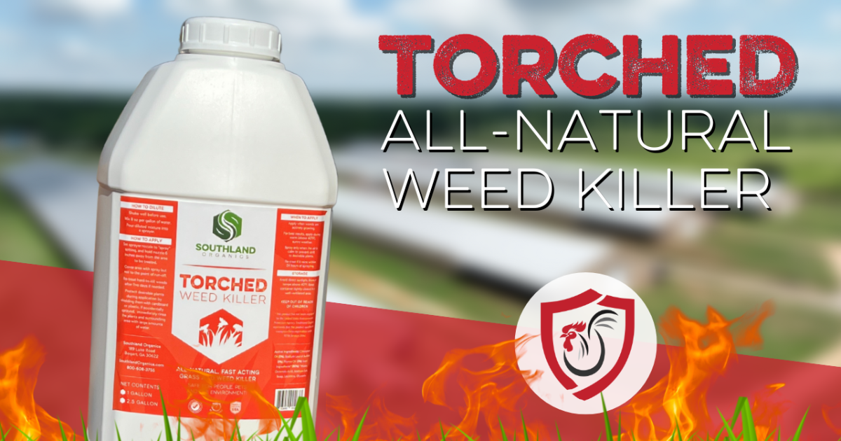 Eliminate Weeds Without Harming Your Birds Torched AllNatural Weed